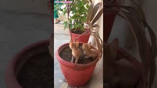 My Kittens || Nature's Beauty || Pets || Animal Lovers || A Beautiful Creature