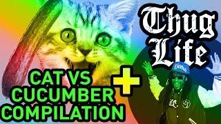 CAT CUCUMBER COMPILATION + THUG LIFE = Myth Destroyed!!!