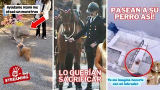 Así debes PROTEGER a tu perro!   | ¿Tú PASEAS a tu perro así?  | ¿Ley de Bienestar Animal? 