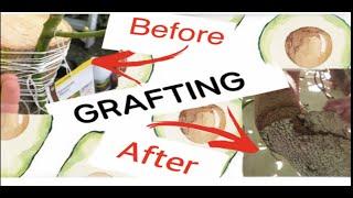 How To Easily GRAFT PRIZED FRUIT TREES onto fruitless & bad tasting trees | 2-in-1 Avocado Tree