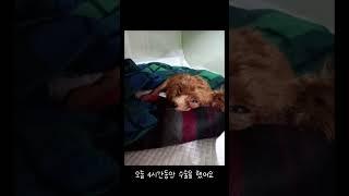 번식장에서 구조된 840g 작은 아이 “써니”