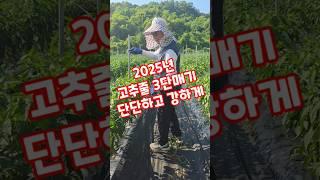 고추줄 3단매기 단단하고 강하게 이렇게 맵니다. #shorts