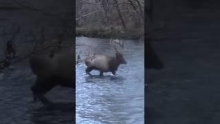 Elk in Cherokee NC #elk #wildlife #nature #shortvideo #shortsfeed