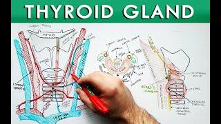 Thyroid Gland | Anatomy Tutorial | Description, Relations and Blood Supply