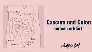 Caecum & Colon einfach erklärt - Anatomie | Histologie | Versorgung mit allen Funktionen | Deutsch