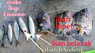 mancing ikan kiper ikan belanak ikan bandeng   @CAHBEJOCILACAP998