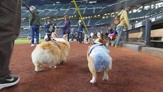 好奇心おばけな犬達を『プロ野球スタジアム』に連れて行った結果…【エスコンフィールド北海道】【Fビレッジ】