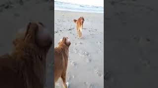 Raças de Cães: Nova Scotia Duck Tolling Retriever! #cachorro #cachorros #cães#cão#caramelo#retriever