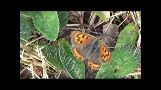 Kleiner Feuerfalter (Lycaena phlaeas). Small Fire Butterfly.  Ein Video von KLAUS TAUX