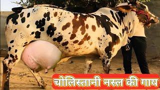 Cholistan's Best Cow | Cholistani Breed | Complete Documentary By AJ Cattle info