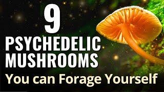 9 Types of Psychedelic Mushrooms: Identification and Ecological Roles