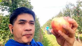 APPLE PICKING | Watson's Farm | 2287 Highway 2, Bowmanville, ON, Canada | Sept 28, 2024 Sat 10AM