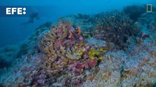 Una expedición científica descubre el coral más grande del mundo en las Islas Salomón