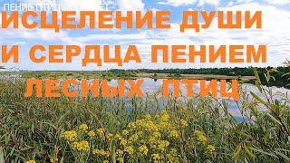 ПЕНИЕ ПЕНОЧКИ И ЗЯБЛИКОВ. В ЛЕТНИЙ ЗНОЙ НА ЛУГУ ЖУЖЖАТ ПЧЁЛЫ-ВСЁ ЭТО ИСТОЧНИК РАДОСТИ,ГАРМОНИИ,ПОКОЯ