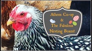 Athens, Tennessee Co-op & Those Fab Nesting Boxes!