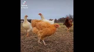 Raising Chickens in Our Pasture