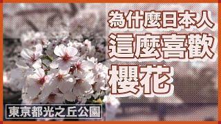 為什麼日本人這麼喜歡櫻花｜櫻花與日本人的生死觀｜東京都光之丘公園