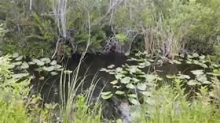 Everglades National Park Alligator Search At Shark Valley Visitors Center