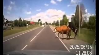 Cows Mating in the Road get Hit by Car