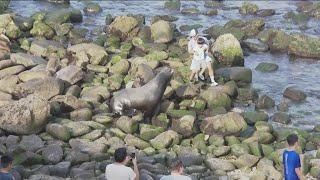 More sea lion, human close encounters at La Jolla Cove in San Diego prompt concerns