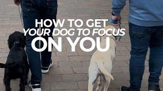 How To Get Your Dog to Focus On You | The Dog Therapist