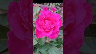 #핑크퍼퓸#힐링#행복#슈키의공방