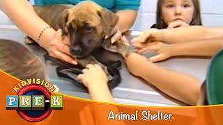 Animal Shelter | Virtual Field Trip | KidVision Pre-K