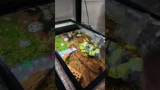 Easy CO2 Hack for Fish Tanks! 