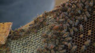 Colorado beekeepers concerned about rising colony losses