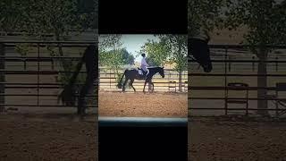 back when I couldnt post good ‍..ft. lexi having the prettiest trot, wish I had canter vids-kate