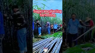 Planting sugar cane has a wonderful trick: Up the ridge + wipe leaves。  種植甘蔗有妙招：起壟+抹葉，直立生長，產量驚人