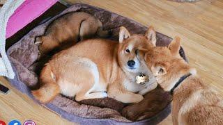 Shiro accepted Potato Oji in his same bed! ️️