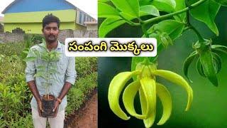 సంపంగి మొక్కలు | Flower Plants In Telugu | Rare Flower Plants in Telugu | Kadiyam Abbai | Ashokudu