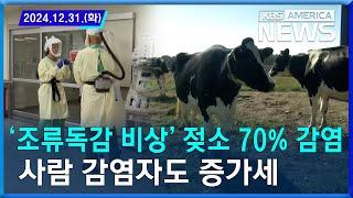 '조류독감 비상' 젖소 70% 감염…사람 감염자도 증가세 / 2024.12.31