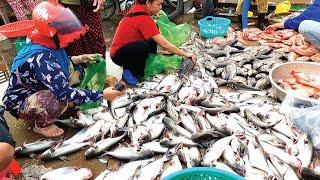 Overview early morning fresh fish market - Local Lifestyle Cambodia