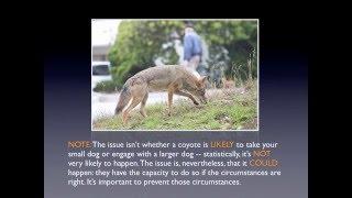 HOW TO SHOO OFF A COYOTE by CoyoteCoexistence.Com