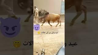 flying bull #shorts #animals