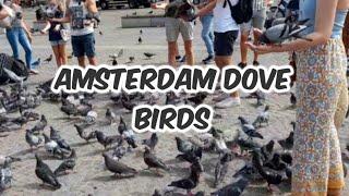 Amsterdam Dove Birds (Kalapati) ||Ailyn Willmann Vlog