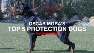 TOP 5 PROTECTION DOG BREEDS (NO SHEPHERDS): OSCAR MORA