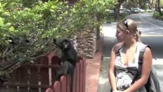 Girl shocked by monkey attack