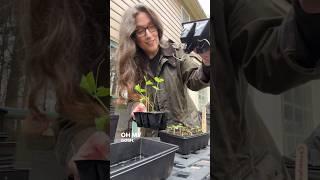 We’re back…!  Norman’s Garden Season is back! | Lynnrazz #garden #home #plants #youtubeshorts