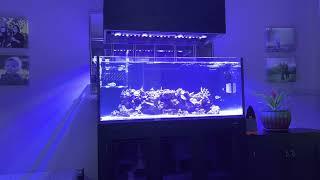 Trying out Aquarium fish trap