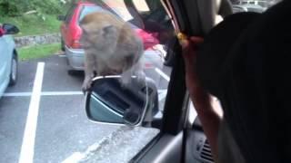 CAR GETS ATTACKED BY MONKEYS!