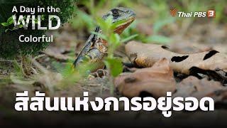 สีสันแห่งการอยู่รอด | A Day in the WILD ซีซัน 2