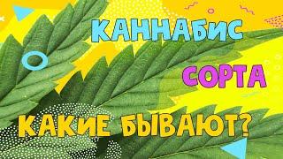 Какие бывают сорта каннабиса? [Weed Empire]