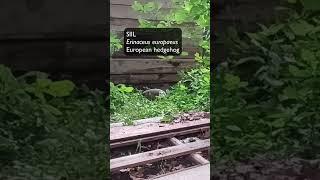 Harilik siil  (Erinaceus europaeus; European hedgehog) -  Eesti elurikkus