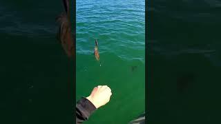 squid following another squid