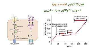 انسولین، گلوکاگون و دیابت شیرین(قسمت دوم)