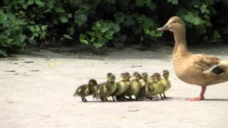 Duck takes her chicks for a walk