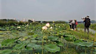 [4K] Siheung Lotus Theme Park Walking Tour.Siheung City South Korea | 시흥 연꽃 테마파크 투어.20.07.02